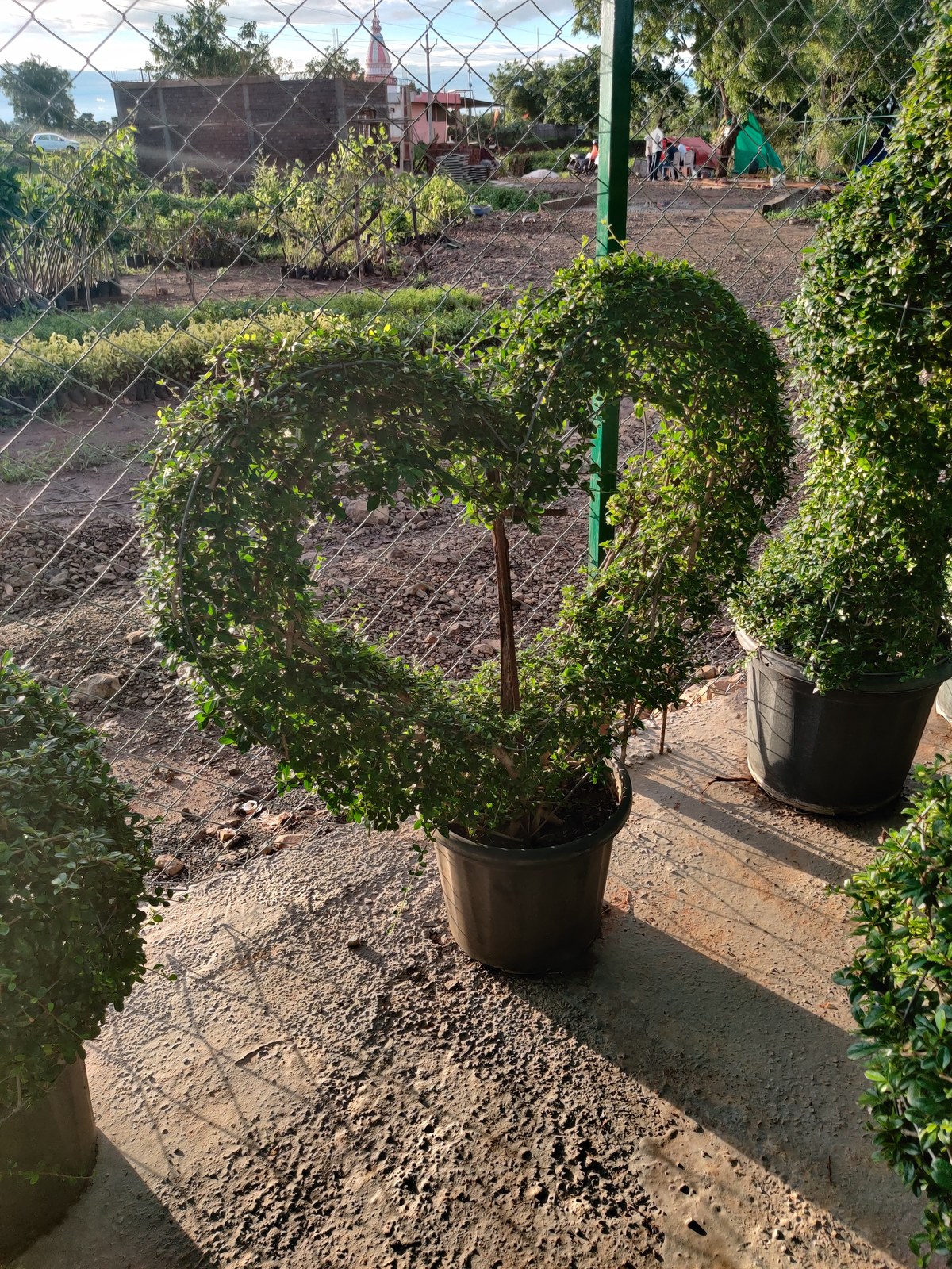 Flowering plants at Madhuram Nursery Khargone