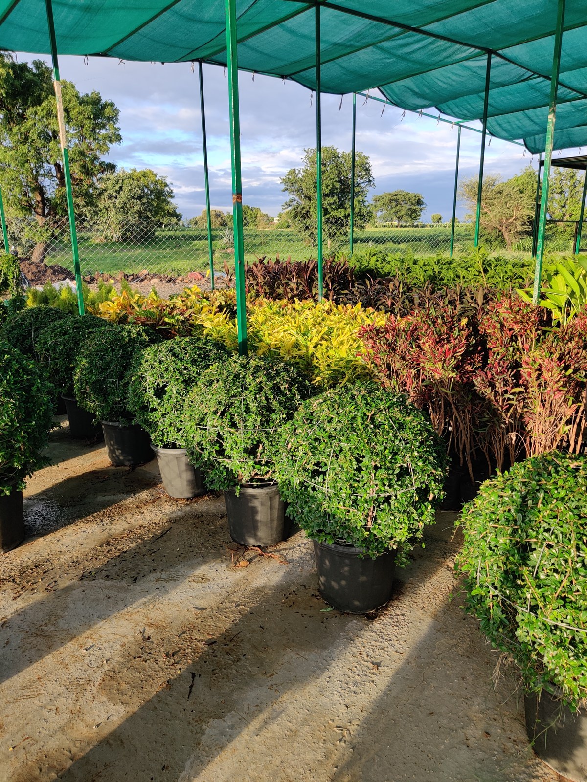 Plant collection at Madhuram Nursery near Khargone