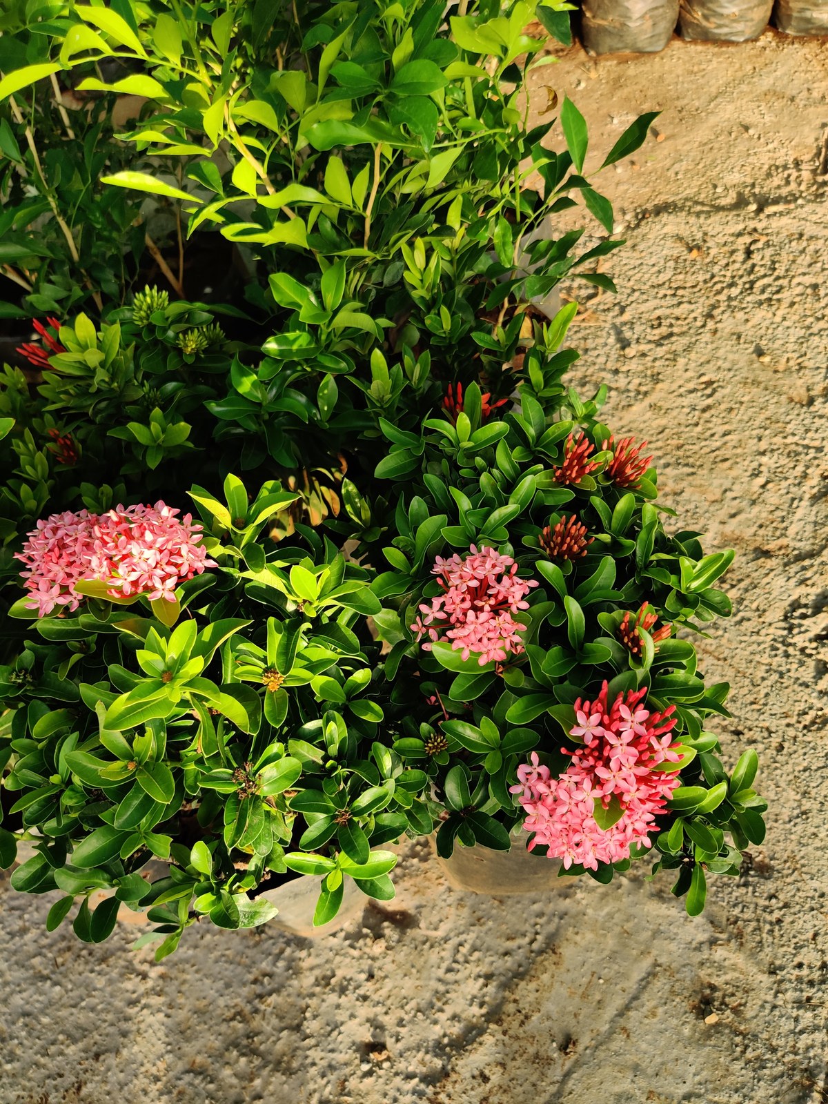 Best quality plants at Madhuram Nursery Khargone MP