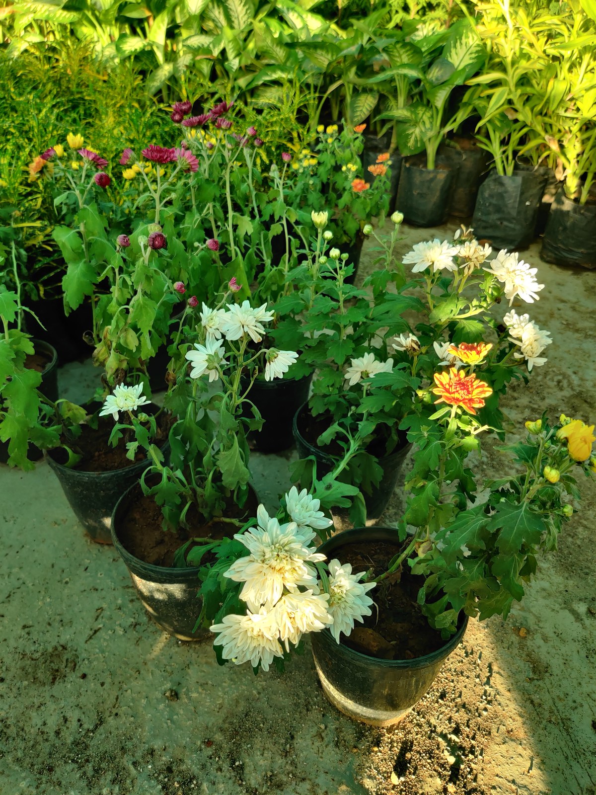 Large plant nursery near Khargone city
