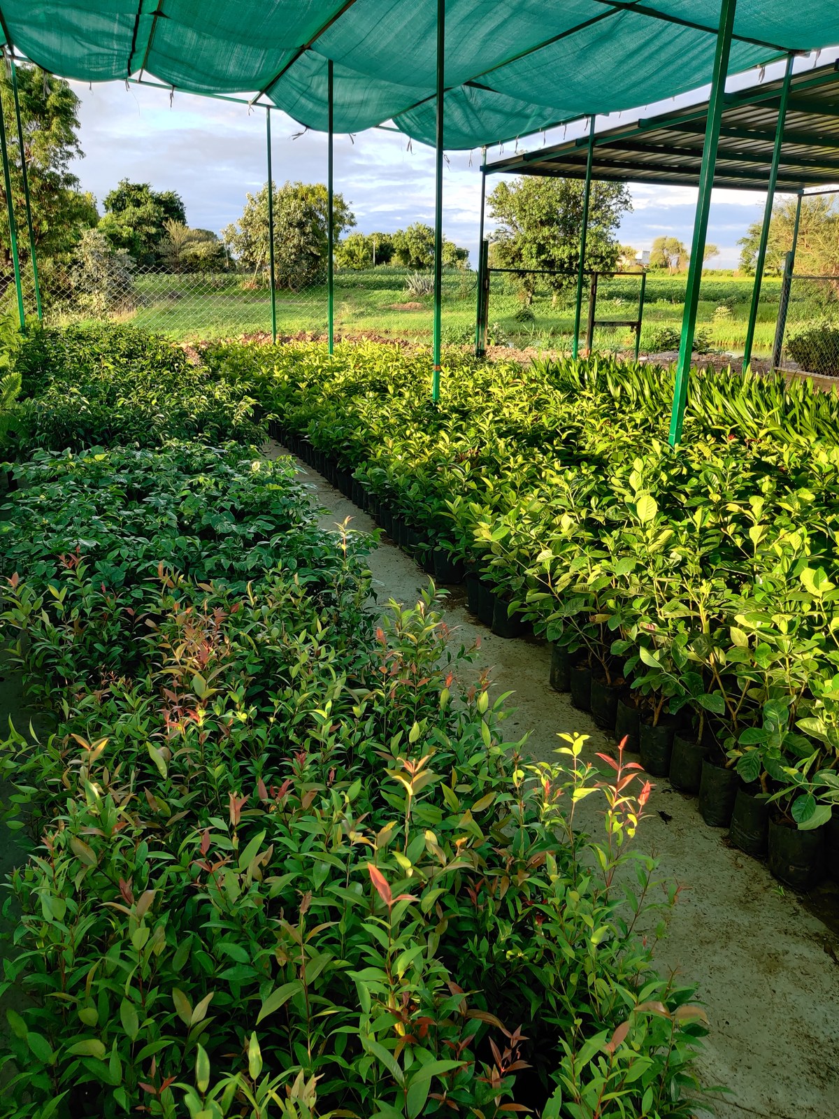 Affordable plants at Madhuram Nursery Khargone