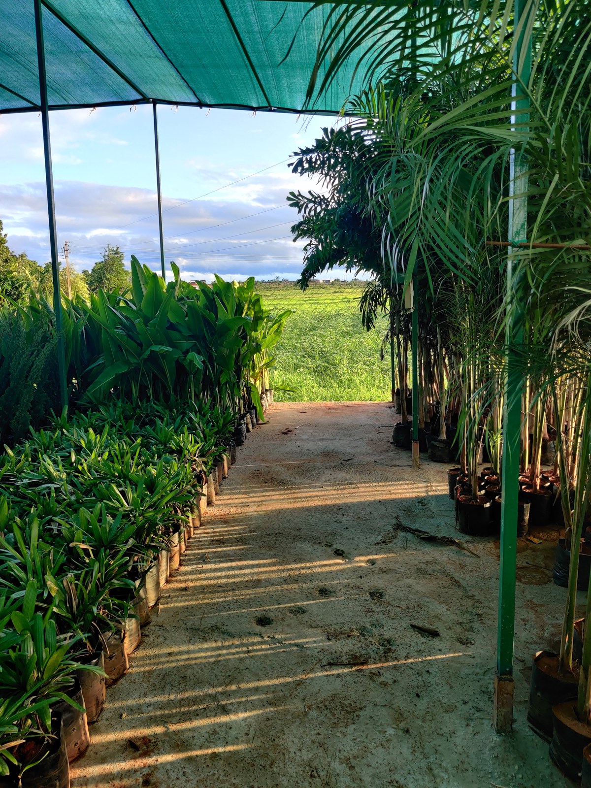Ornamental plants at best nursery in Khargone