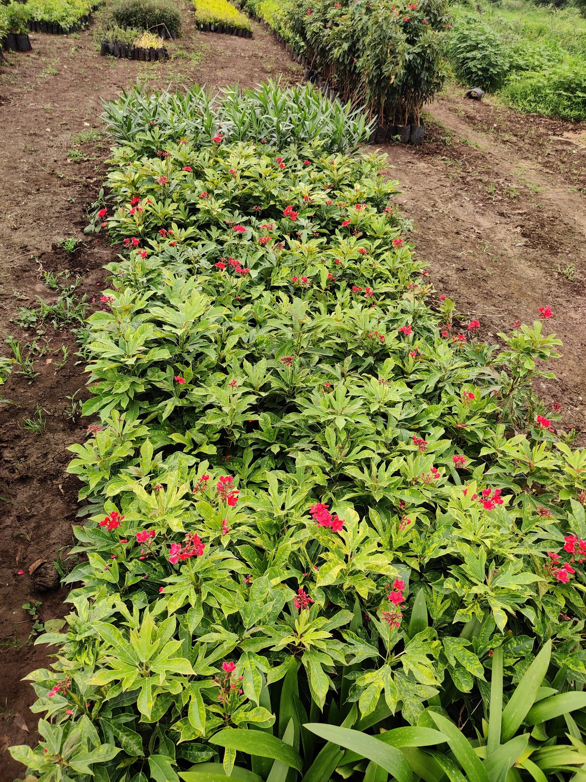 Quality plants at Madhuram Nursery Khargone