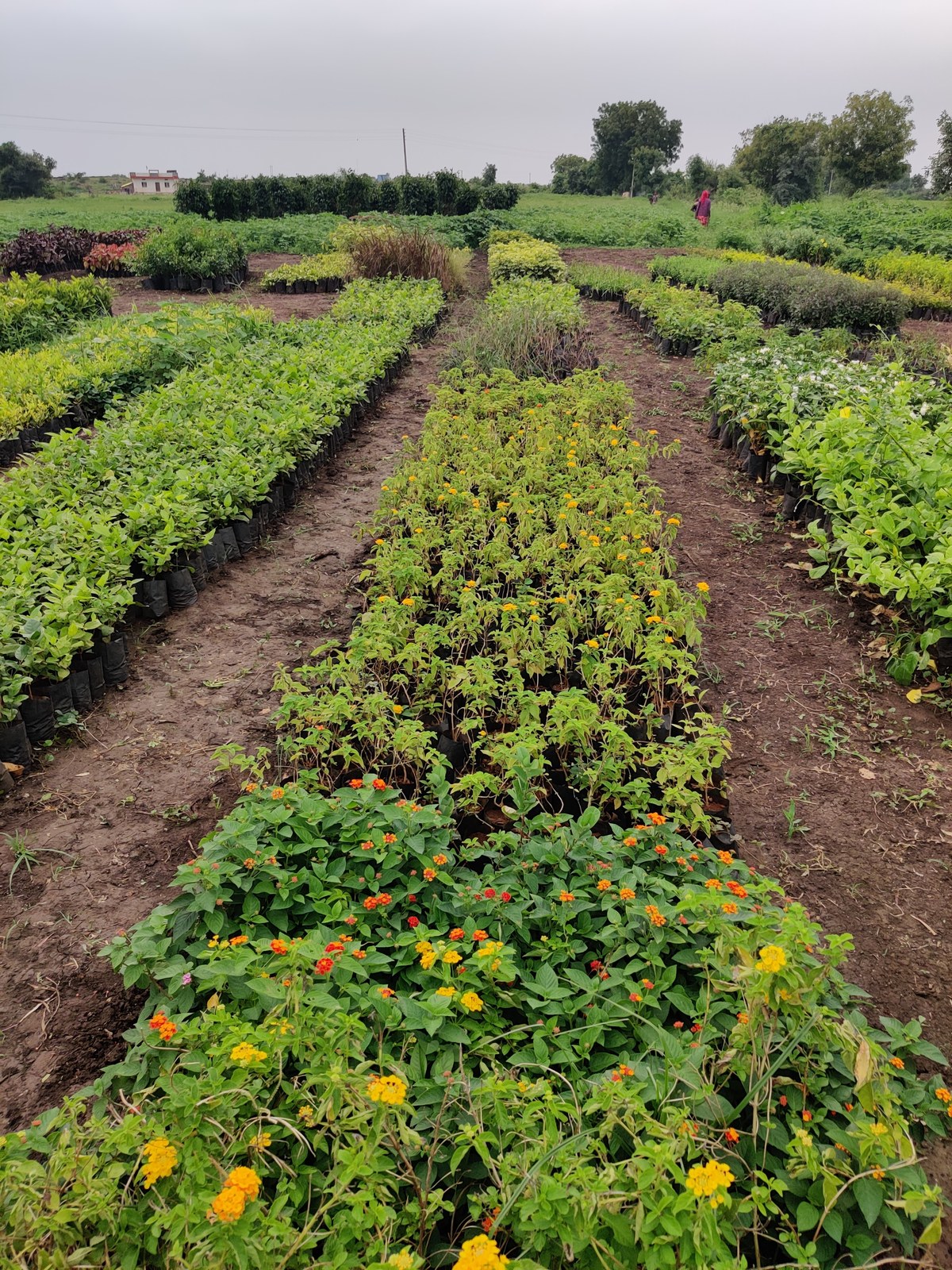 Plant varieties at best Khargone nursery