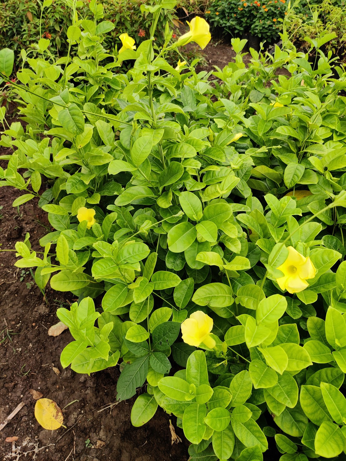 Plant nursery near me Khargone