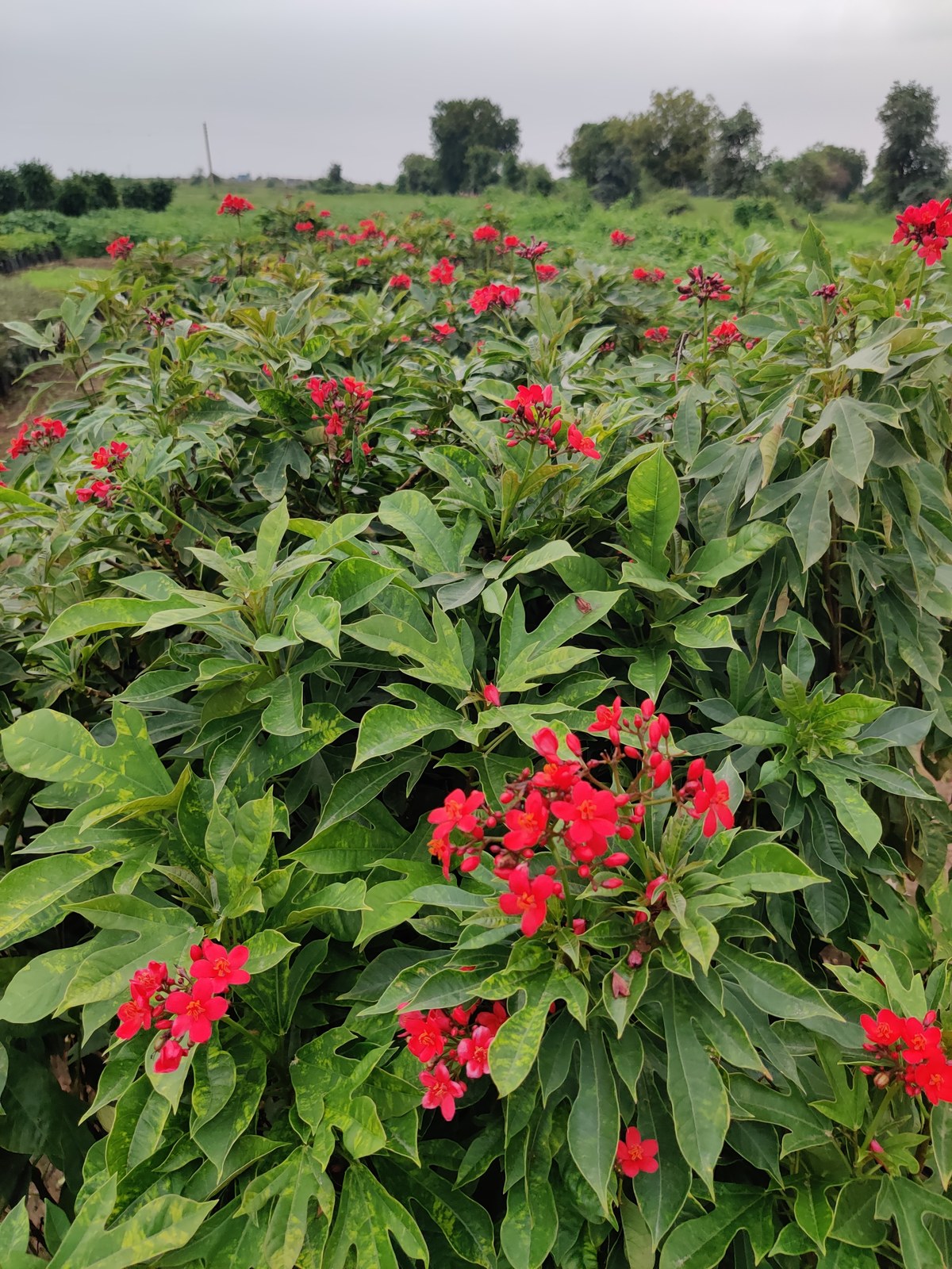 Forestry plants at Madhuram Nursery