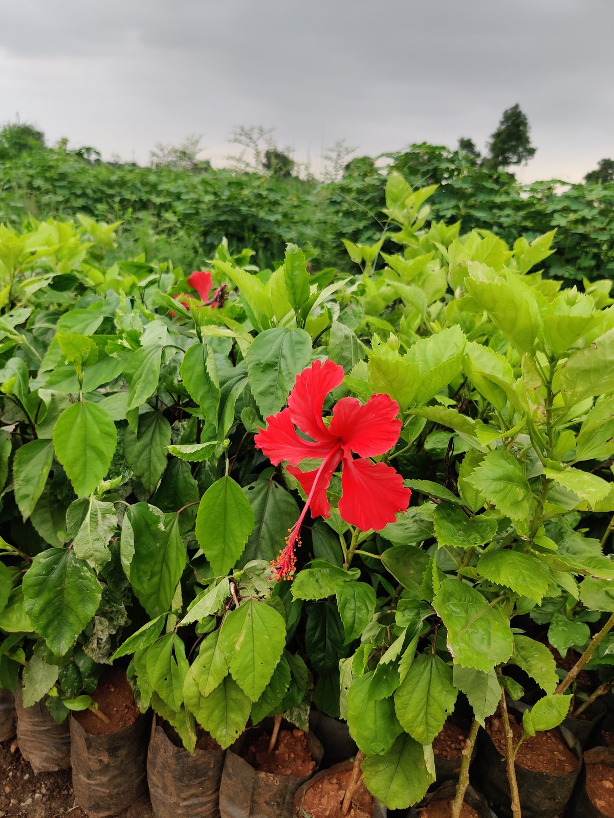 Largest plant collection Khargone MP