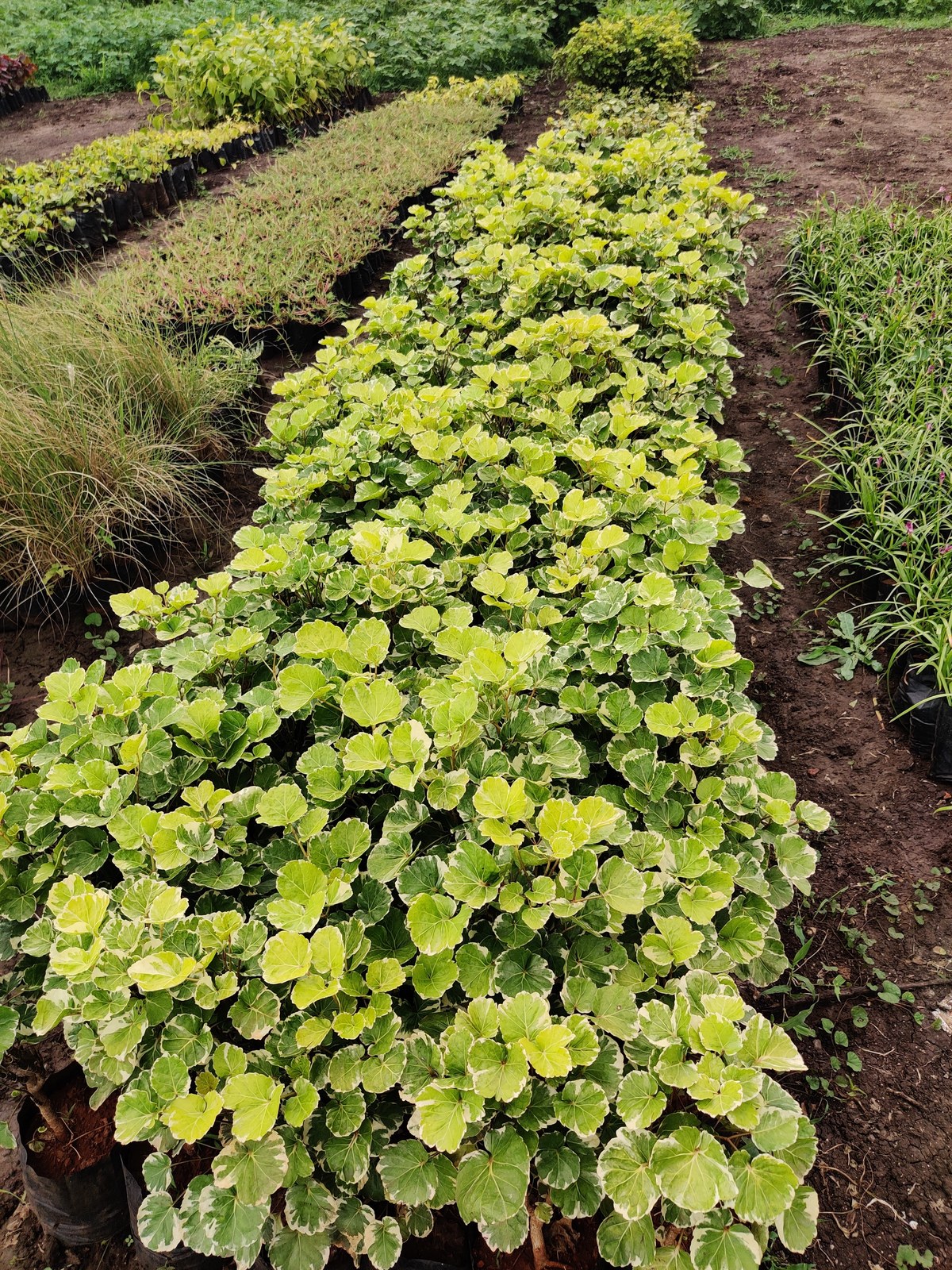 Madhuram Nursery indoor and outdoor plants