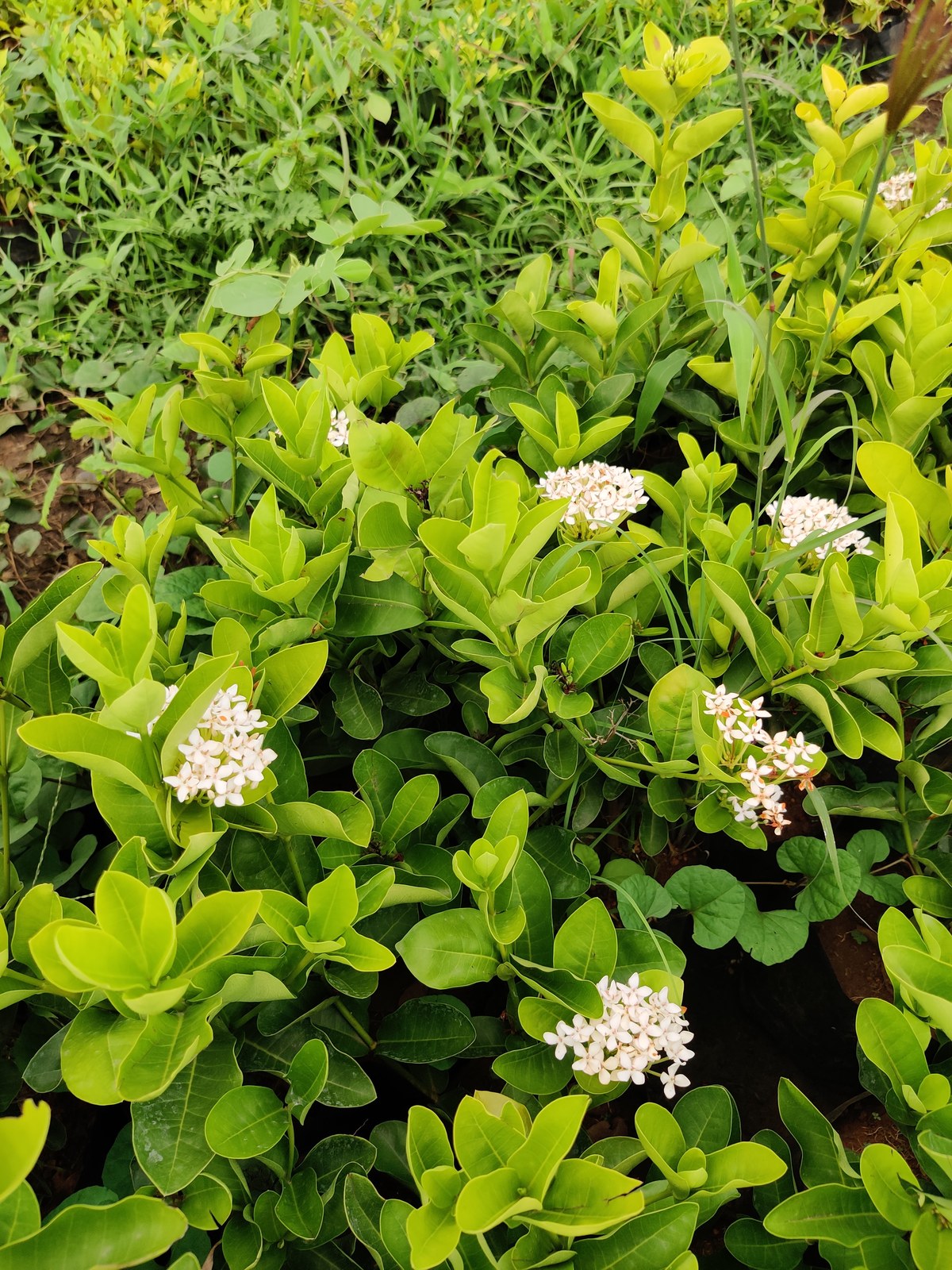 Best plant rates in Khargone at Madhuram Nursery