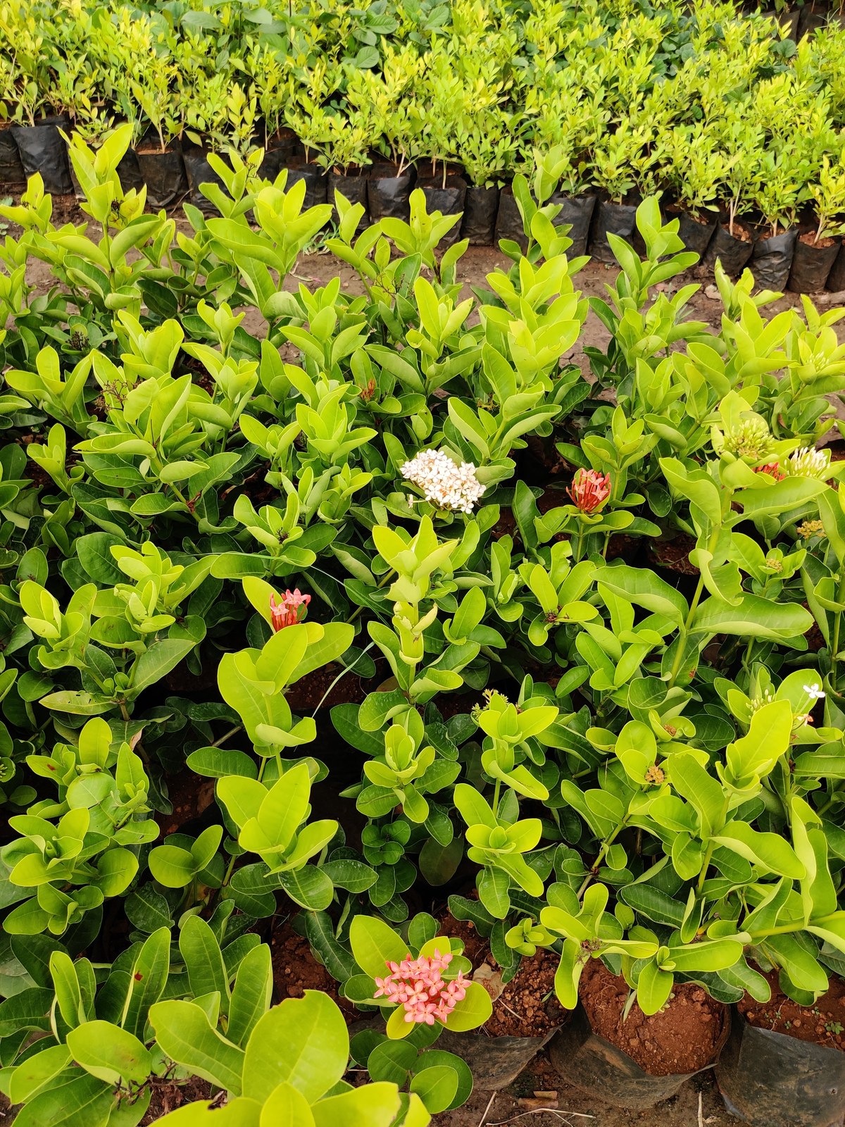 Madhuram Nursery Khargone - retail and wholesale plants